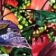 Tapestry